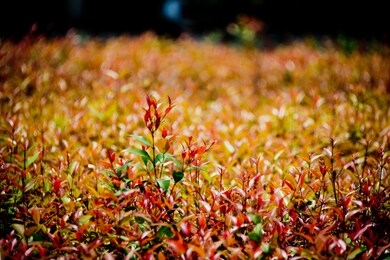 fresh leaves  growing in the park.