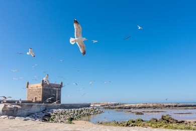 the fortress of castelo real of mogador at essaouira, morocco