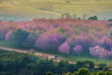 wild himalayan cherry blossom beautiful pink and car