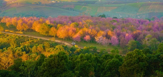 wild himalayan cherry blossom beautiful pink