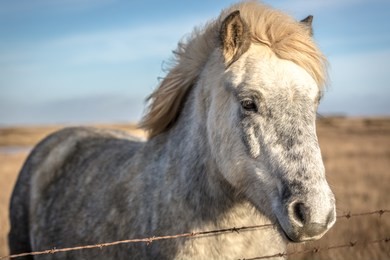 beautiful horse in iceland