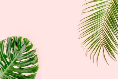tropical palm leaves monstera on pink background. flat lay, top view minimal concept.