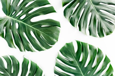 tropical palm leaves monstera isolated on white background. flat lay, top view