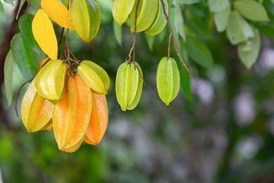 star apple fruit, organic fresh star fruit or carambola (averrhoa carambola) on the tree