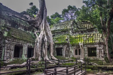 "tomb raider temple", ta prohm temple, siem reap, cambodia