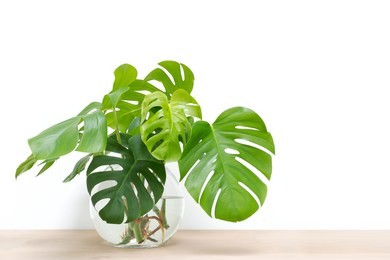 clean image of propagation of philodendron monstera, swiss cheese plant leaves, cuttings in water rooting in glass vase, copy space, room for text