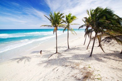 palm trees on the beach