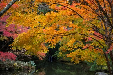 in autumn season , red maple and pool in narita mountain park.