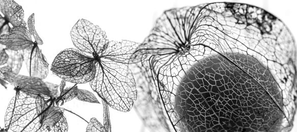 autumn leaves in the detail