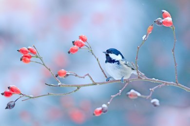 coal tit on snowy wild red rose branch. cold morning in the nature. songbird in the nature habitat. wildlife scene from winter forest, germany, europe. bird in the habitat. 