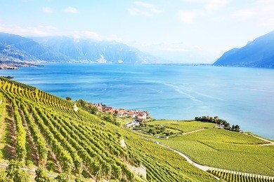 vineyards of the lavaux region over lake leman (lake of geneva)