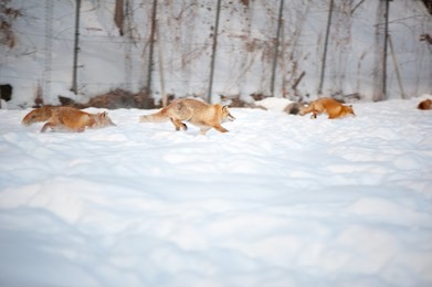 red fox in winter hokkaido