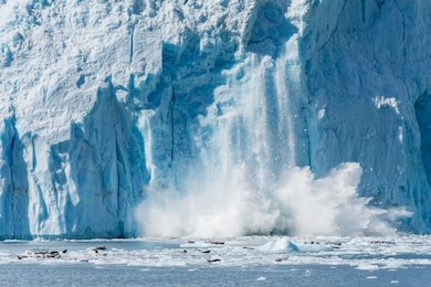 an actively calving glacier with wildlife