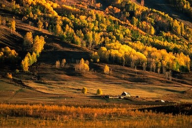 colorful of autumn forest and on mountain from sunrise time in hemu village, xinjiang, china