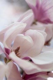 closeup of magnolias