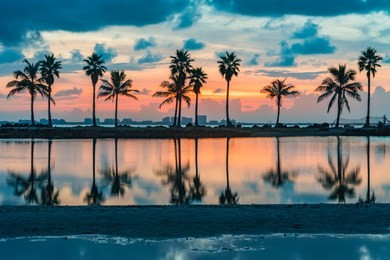 palm tree reflections in water of atoll lake in the atlantic ocean in miami florida at sunrise 