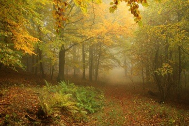 foggy autumn forest with colorful trees