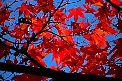 red leaf, autumn season leaf in japan