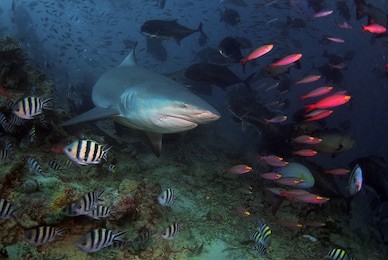 hunting bull shark in fiji
