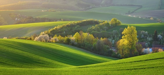 spring rural landscape of nature with blossoming trees on the green wavy hills of south moravia. beautiful sunset on the wavy fields of south moravia, czech republic.