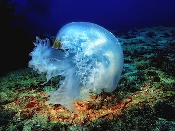 beautiful underwater in mabul and sipadan island