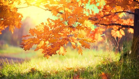 autumn landscape, leaves swinging in a tree in autumnal park. fall. autumn colorful park.