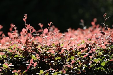 beautiful purple  bushes !