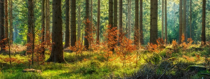 panorama of sunny spruce tree forest in autumn