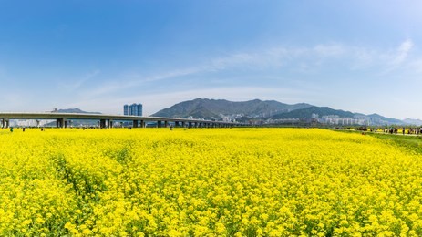 canola (yuchae) festival at daejeo ecological park , busan, south korea