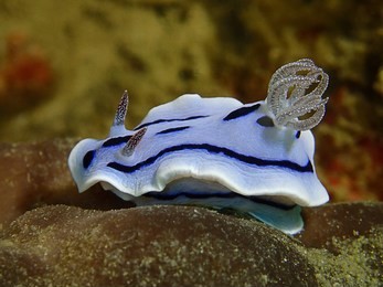 the beauty of underwater word in sipadan and mabul islands