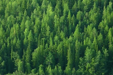 texture coniferous forest top view / landscape green forest, taiga peaks of fir trees