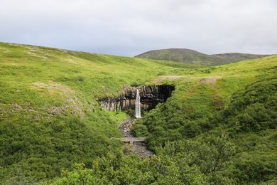 svartifoss waterfall is situated in skaftafell,  vatnajökull national park, south iceland. water flowing down the cliff of black columnar basalt formations. romantic, scenic oasis in the greenery.