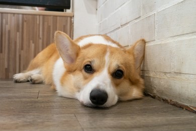 sleepy lazy corgi dog is lying on the wooden floor