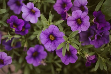 purple flowers background. close up view of small purple flowers on green leaves background. 