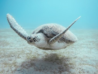 green sea turtle. red sea