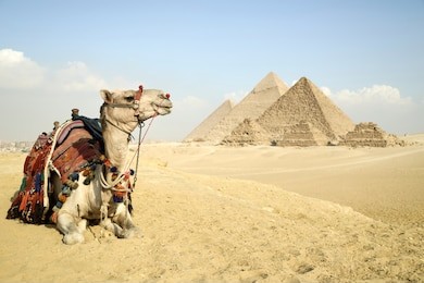 panoramic view of the pyramids from giza plateau, cairo, egypt. camel sitting in front of the pyramids