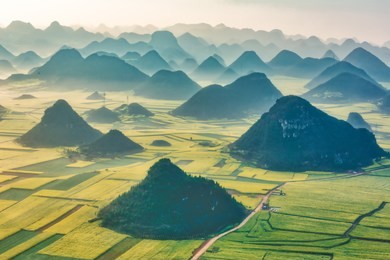 luoping canola field in morning.