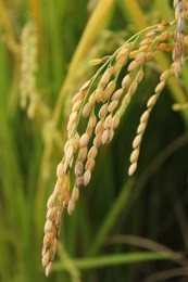 close up to korea rice seeds in ear of paddy