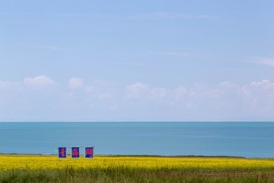 every july, the shore of qinghai lake is full of rapeseed. the chinese characters in the photo mean the qinghai lake.