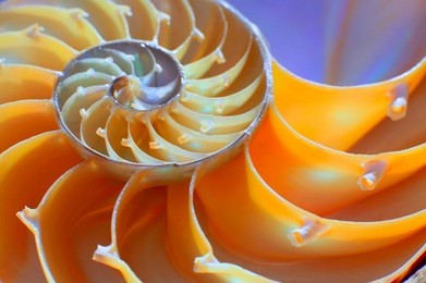close-up of a nautilus shell section