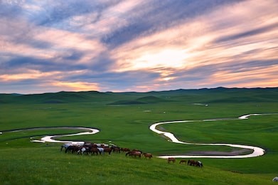 the herd in muzigler river valley sunset of hulunbuir grassland of china.