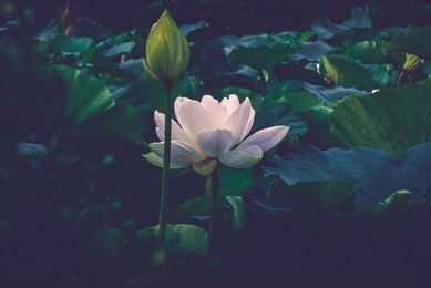 lotus blooming in a garden pond.