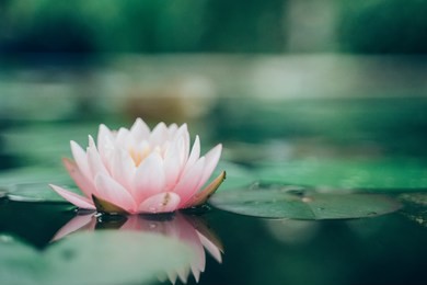 beautiful lotus flower on the water after rain in garden.
