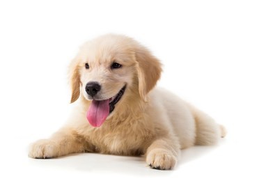 cute golden retriever puppy isolate on white background.