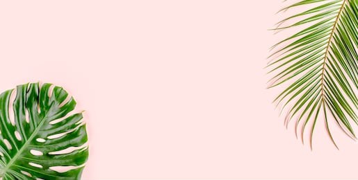 tropical palm leaves monstera on pink background. flat lay, top view minimal concept.