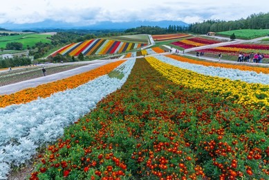 biei, hokkaido, japan - september 27, 2018: shikisai-no-oka farm is one of the many farms in the hokkaido beautiful flowers farm colorful hill at biei, hokkaido, japan