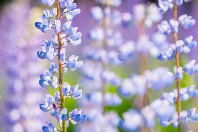 lupin flowers (lupinus polyphyllus) at summer field with blue, pink and purple flowers. close up, macro, copy space.