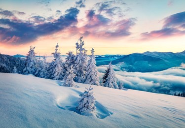 majestic winter sunrise in carpathian mountains with snow covered fir trees. splendid morning scene of mountains hills covered by fog. beauty of nature concept background.