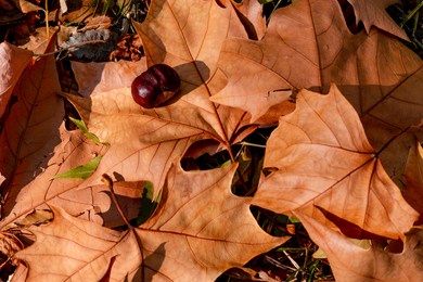 dried leaves closely photographed
