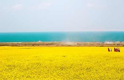 qinghai lake rape flower